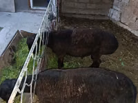 Ram, Sheep — photo 1