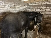 公马, Horses — 照片 1