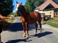 Horse (M), Horses — photo 3