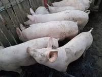 Vier, Porci — foto 4