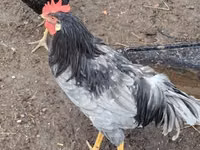 Chickens — الصورة 7