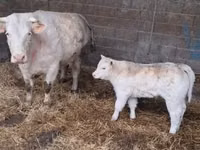 सांड, Charolais cattle — फ़ोटो 5