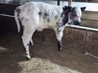 Toro, Azul Belga — foto 2