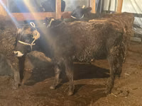 Toro, Swiss cattle — foto 7