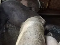 Vier, Porci — foto 1
