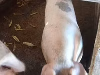 Säue, Schweine — Foto 2