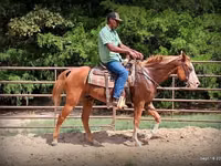 At, American paint horse — foto 1