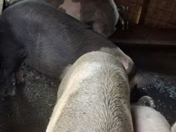 Vier, Porci