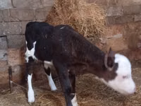 Vaca, Russian Black pied cattle — foto 3