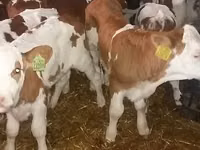 牛只（批次，未指定性别）, Simmental cattle — 照片 3