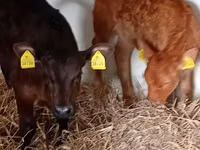 İribuynuzlu mal-qara (partiya, cinsi göstərilməyib), Russian Black pied cattle — foto 2