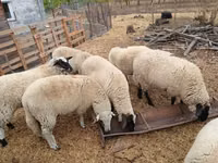 Oaie, Suffolk sheep — foto 1