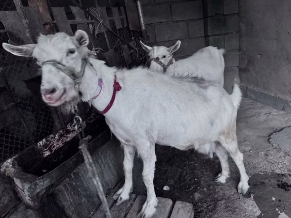 Capră, Saanen goat