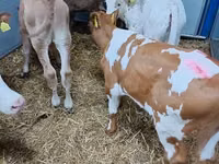 Bovine (lot, sex nespecificat), Simmental cattle — foto 3