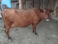 Vaca, Vaca roja sin cuernos — foto 1