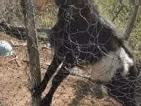 تيس, Pomellata goat — الصورة 3
