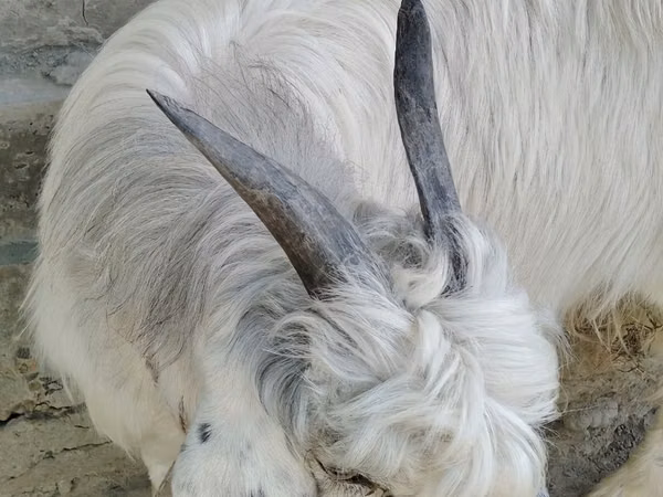 Capră, Alpine goat