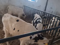 Bulle, Russian Black pied cattle — Foto 2