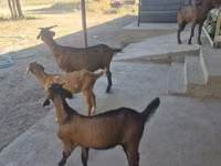 Ziege, Alpine goat — Foto 3