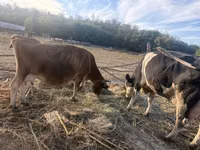 Cow, Jersey breed — photo 5