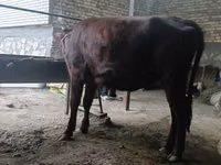 गाय, कल्मिक नस्ल — फ़ोटो 5