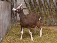 Goat, Toggenburg goat — photo 1
