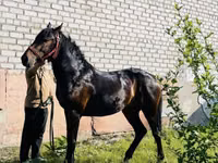 Aygʻir, Swedish warmblood horse — 3-rasm