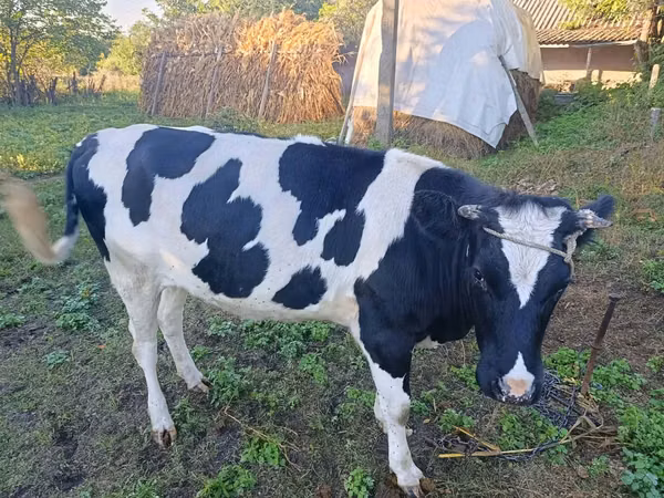 Бык, Чёрно-пёстрая корова
