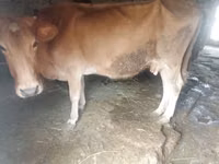 गाय, मवेशी — फ़ोटो 3