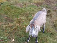 母山羊, Goats — 照片 2