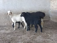 Berbec, Oi — foto 2