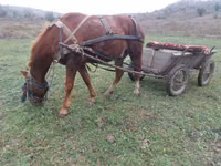 公马, Horses — 照片 2