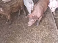 Porcs (lot, sexe non indiqué) — photo 4