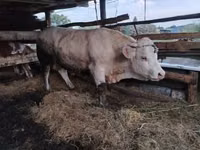 Bulle, Charolais cattle — Foto 3