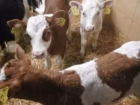 أبقار (دفعة، الجنس غير محدد), Simmental cattle — الصورة 3