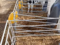 Bulle, Swiss cattle — Foto 3