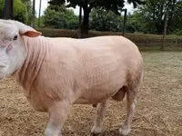 公羊, Sheep — 照片 2