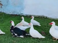 Ducks — 照片 4