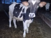 Bull, Russian Black pied cattle — photo 1