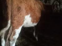 Toro, Russian Black pied cattle — foto 3