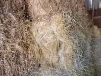 Продажа сена — Foto 3