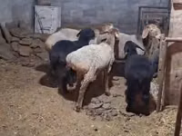 भेड़, भेड़ — फ़ोटो 2