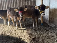 Sigir, Swiss cattle — 7-rasm