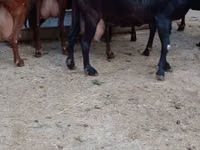 Capră, Murcia-Granada goats — foto 5