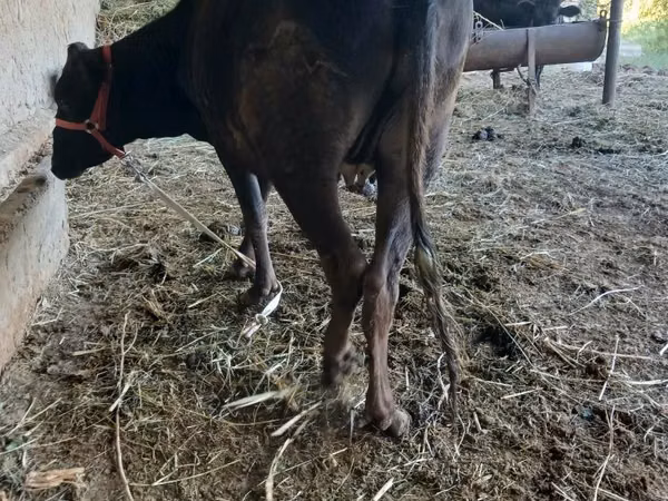 Bull, Cattle