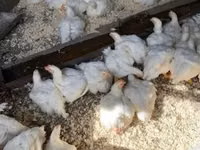 Chickens — foto 1