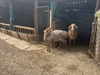 Oaie, Arashan sheep — foto 8