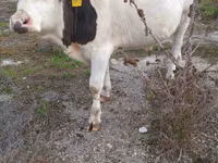 Bulle, Russian Black pied cattle — Foto 2