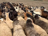 母羊, Sheep — 照片 5