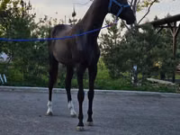 حصان, Akhal-Teke — الصورة 2